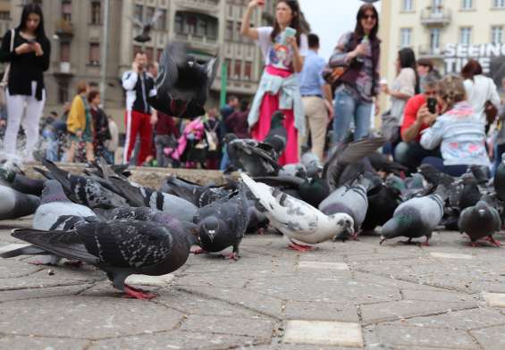 timisoara