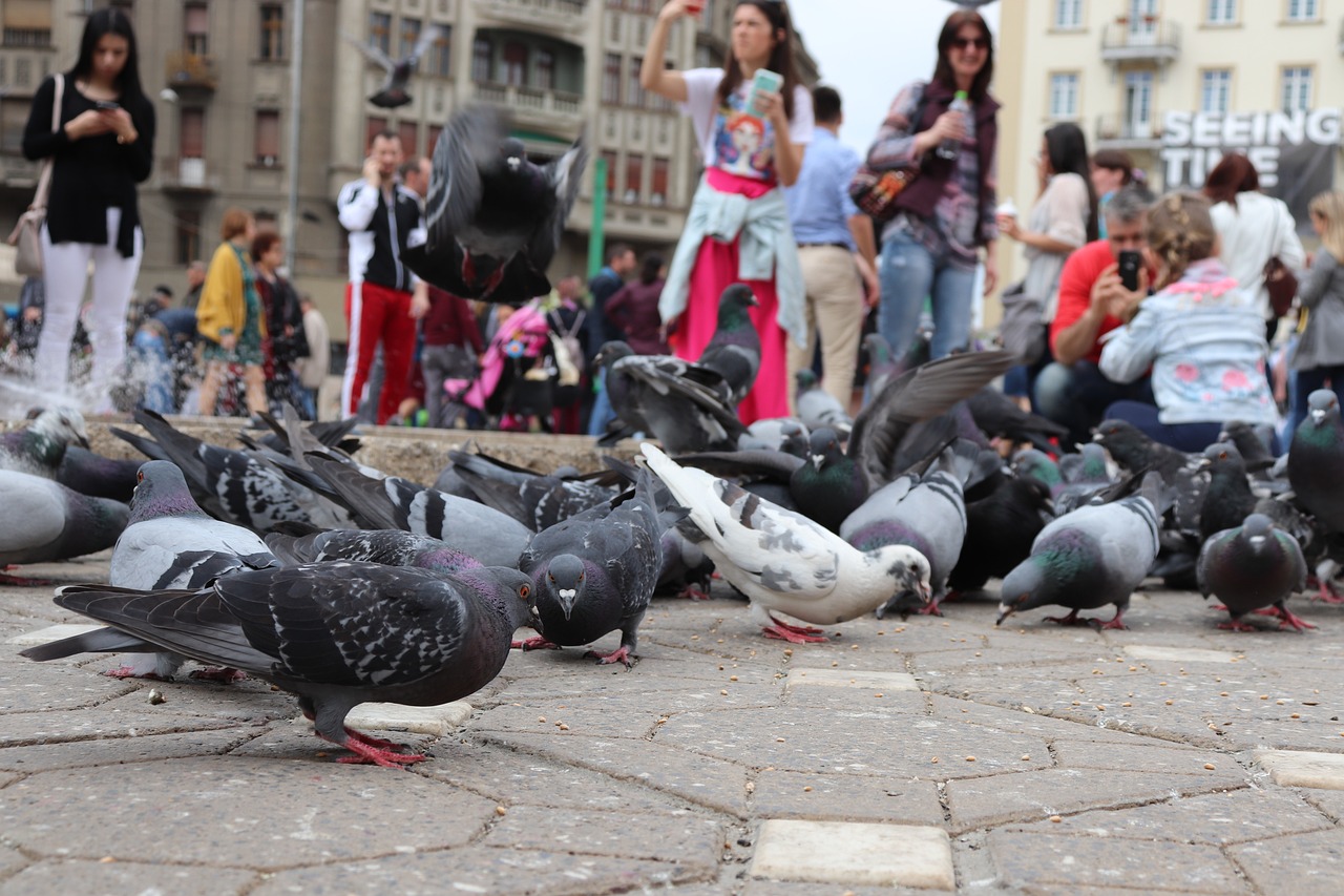 timisoara