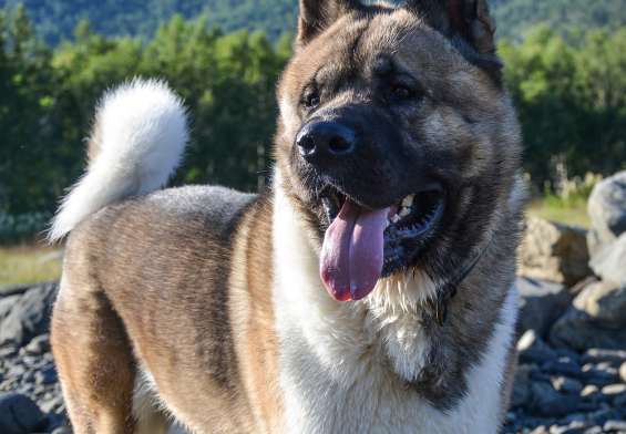 Akita American: Loialitate si Independenta - Ce Trebuie sa Stii inainte sa Adopti
