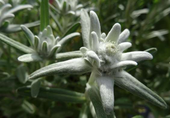 ziua florii de colt