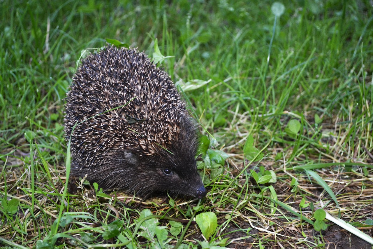 ziua internationala a animalelor