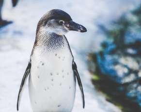ziua mondiala a pinguinilor
