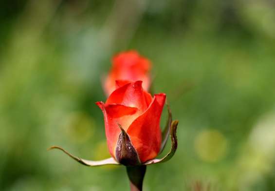ziua internationala a florilor